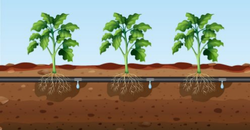 NPK DAMLAMA GÜBRELERİ